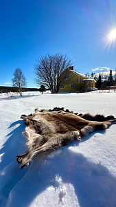 Rentierfell im Schnee.jpg
