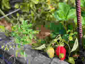 Strawberries in the Villa Palazzetta garden