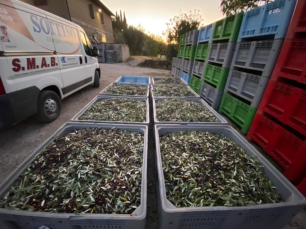 Our olives waiting to go into the press.
