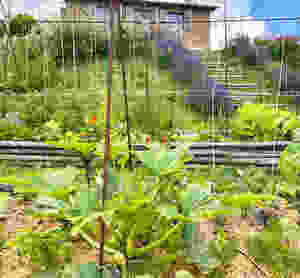 Zucchini in the Villa Palazzetta garden.