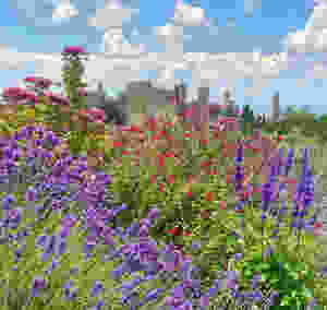 Villa Palazzetta garden and Montalcino fortezza.
