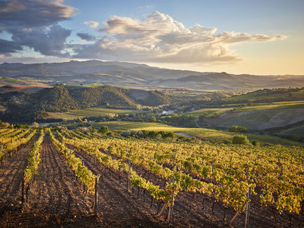 Vines, Ciacci Piccolomini