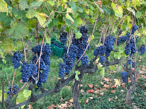 La Vendemmia (Italian for "the wine harvest")