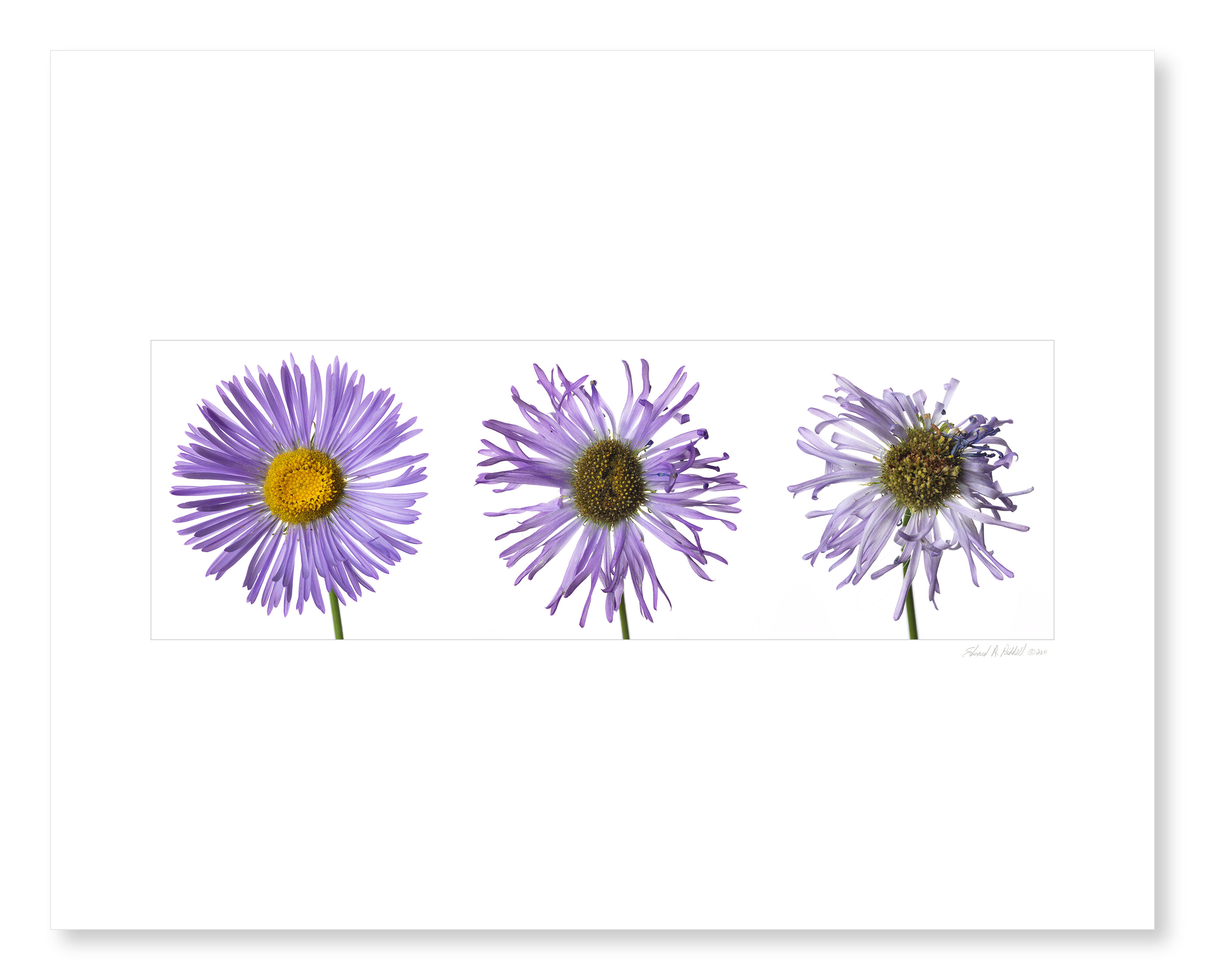 Fleabane Triptych