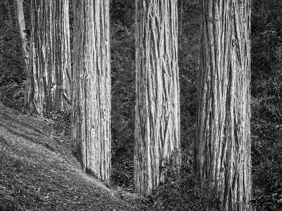 Thumbnail: Redwood Trunks
