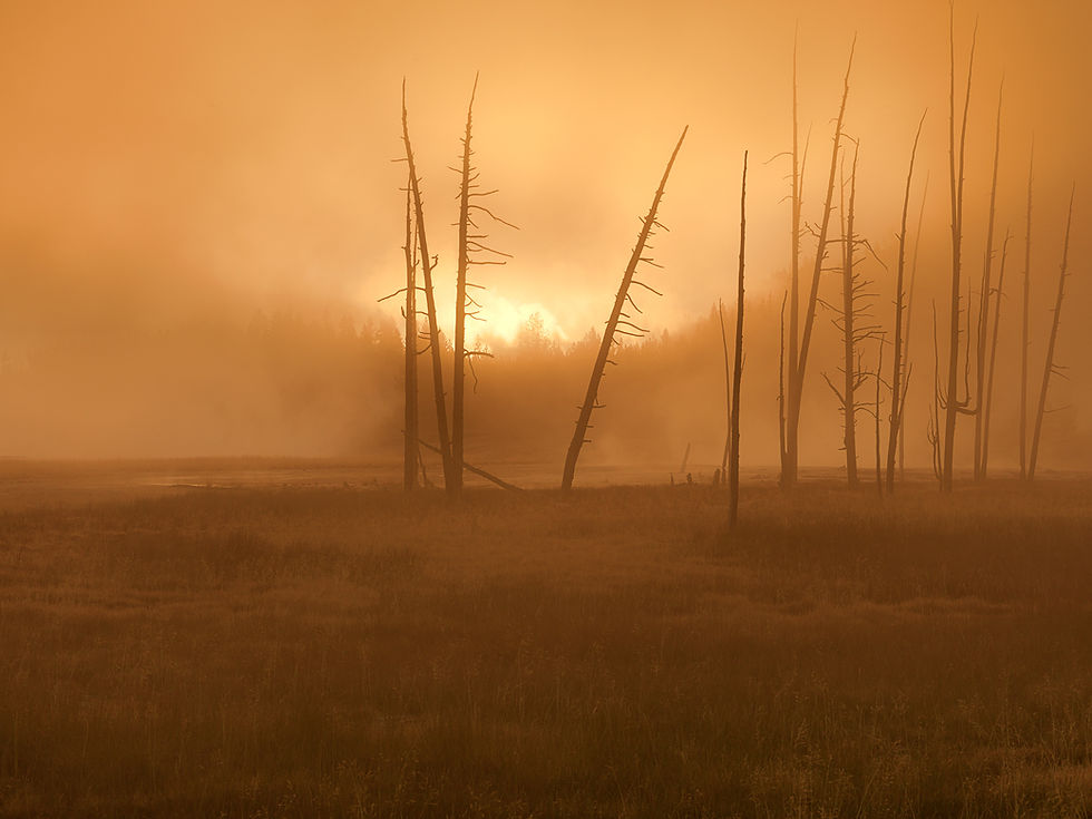 Thumbnail: Dawn Near Midway Geyser BasinDawn, Norris Geyser Basin