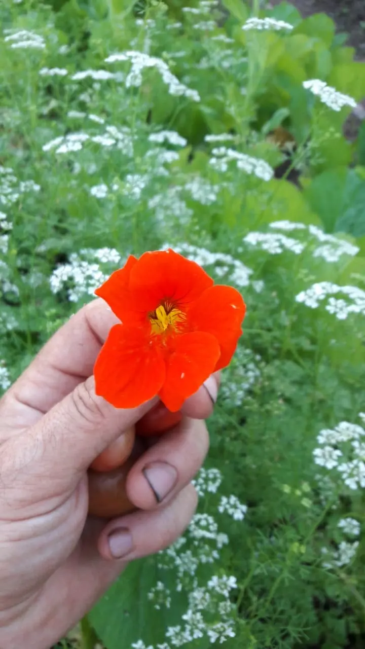 Foto de uma deliciosa flor de capuchinha