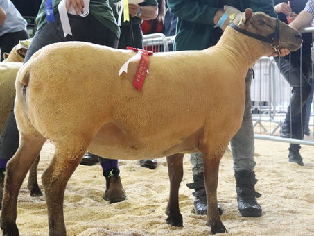 In-Lamb Ewe and Ewe Lamb Sale