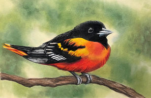 "Oriole"