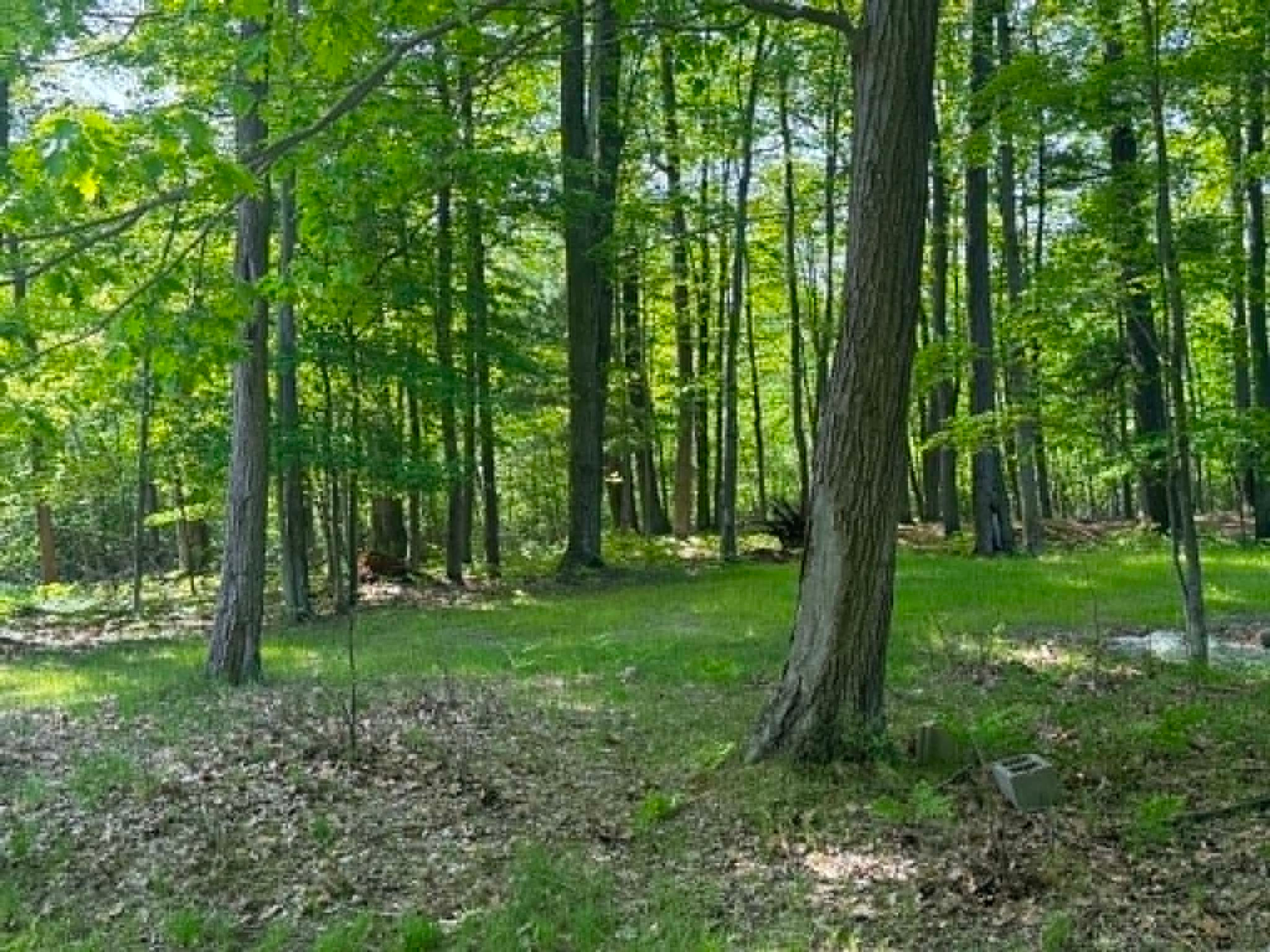 Lot 4 - Towering Oaks