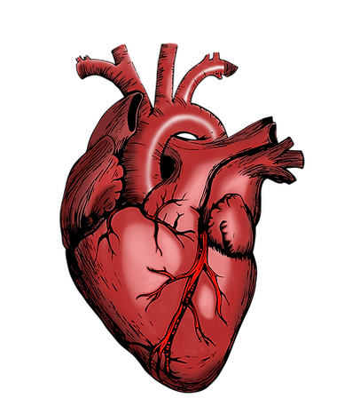 Corazon-humano-b0242afa.png