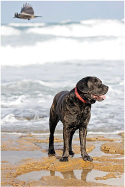 קובי בן שמעון צילום (368