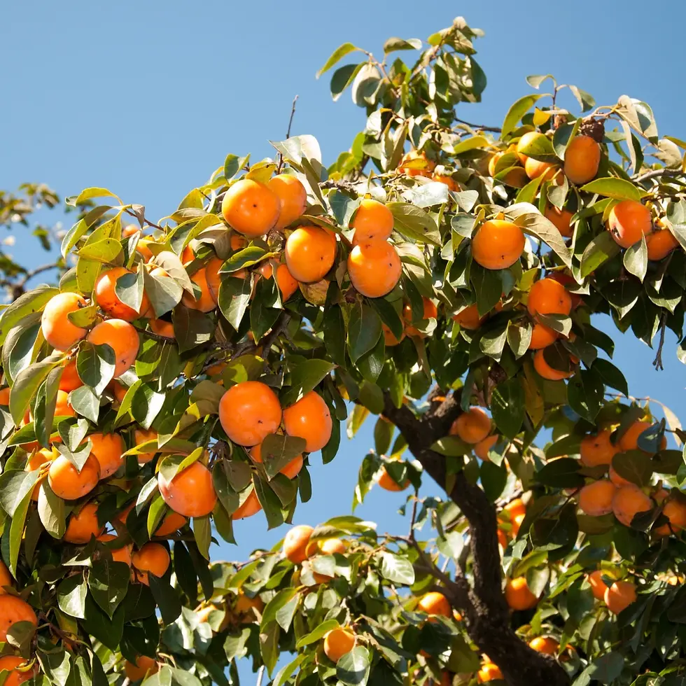 american-persimmon-tree-1029684948.webp