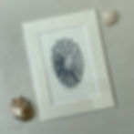 Limpet Sea Shell Original Linocut Print in mount on white with shells