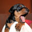 Skribentens bild: Kennel Tough 'N' Sweet's