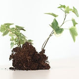 Growing%20Plant%20_edited.jpg