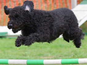 DIY Dog Agility Course: Create a Fun and Engaging Play Area for Your Pooch