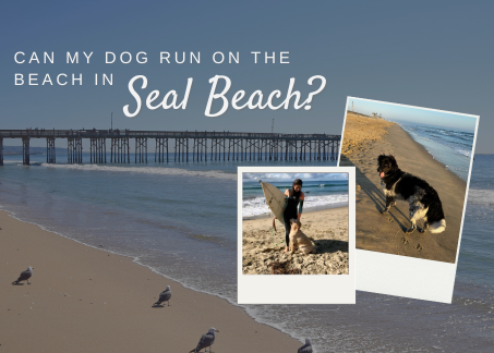 Can my dog run on the beach in Seal Beach?
