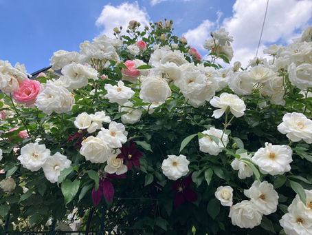 2025年7月クラススケジュール【改訂版】