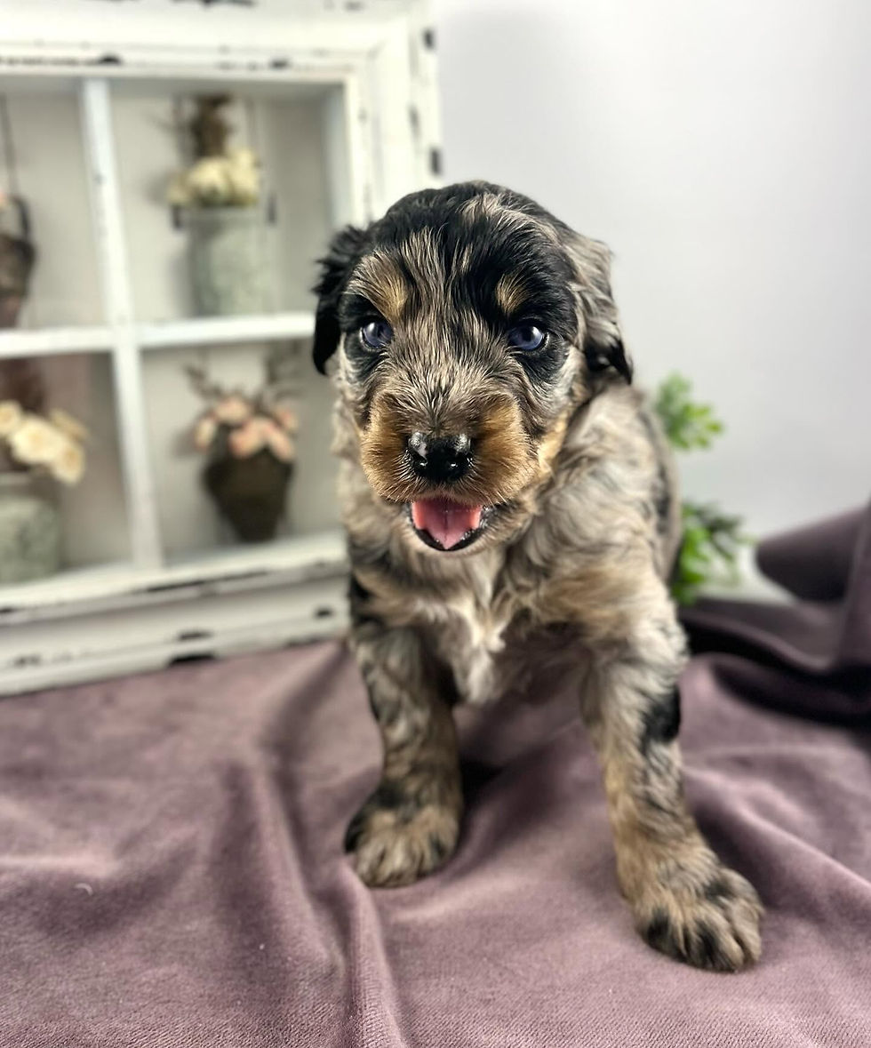 blue eyed Blue merle Aussiedoodle puppy
