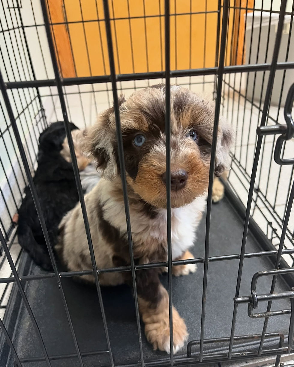 First vet visit for the red merle aussiedoodle puppy.