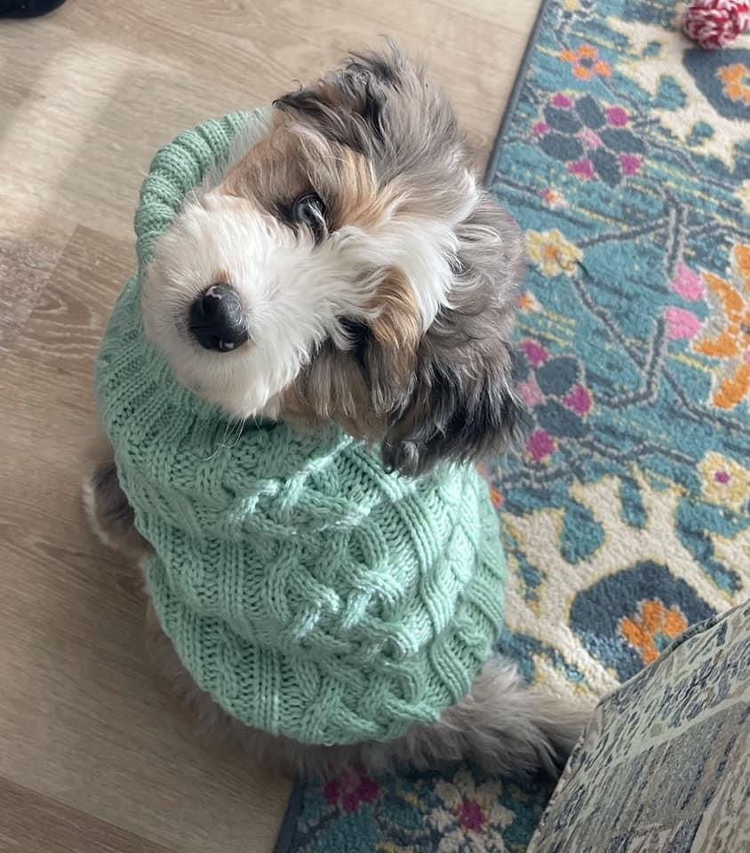 Cozy Aussiedoodle puppy