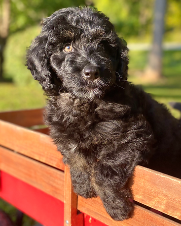 Black Standard Aussiedoodle puppy