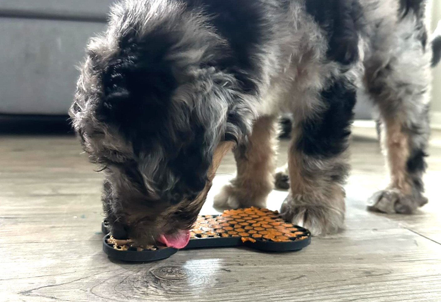 Feeding an Aussiedoodle