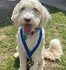 sundaymedal.jpg