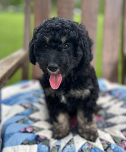 Black and Brown Aussiedoodle puppy