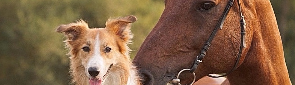 Inmune a mascotas, Inmune K9, Salud de mascotas