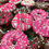 Thumbnail: Mini Doggy Donuts 