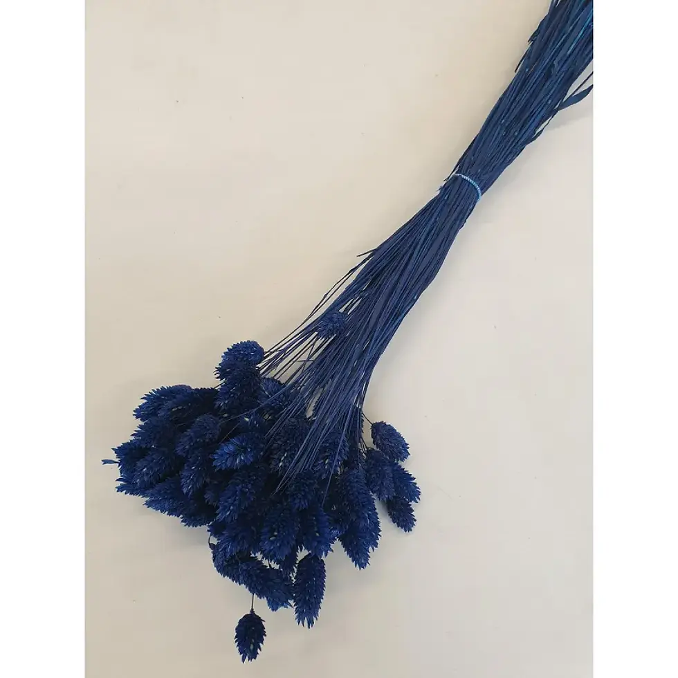 Phalaris BLAUW