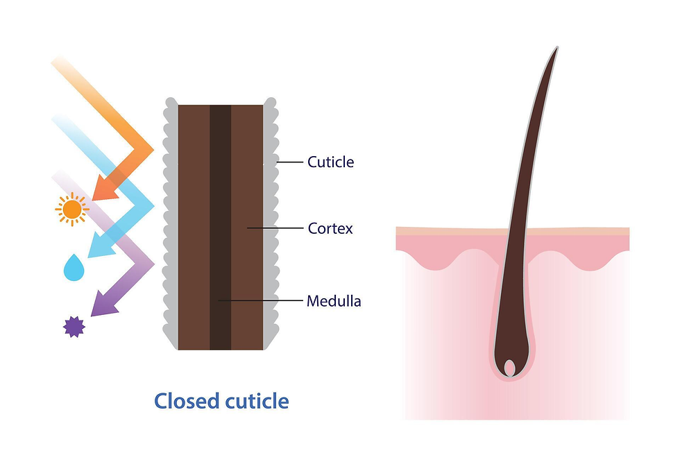 Diagram of hair shaft and follicle labeled cuticle, cortex, and medulla, showing a closed cuticle blocking sun and water.