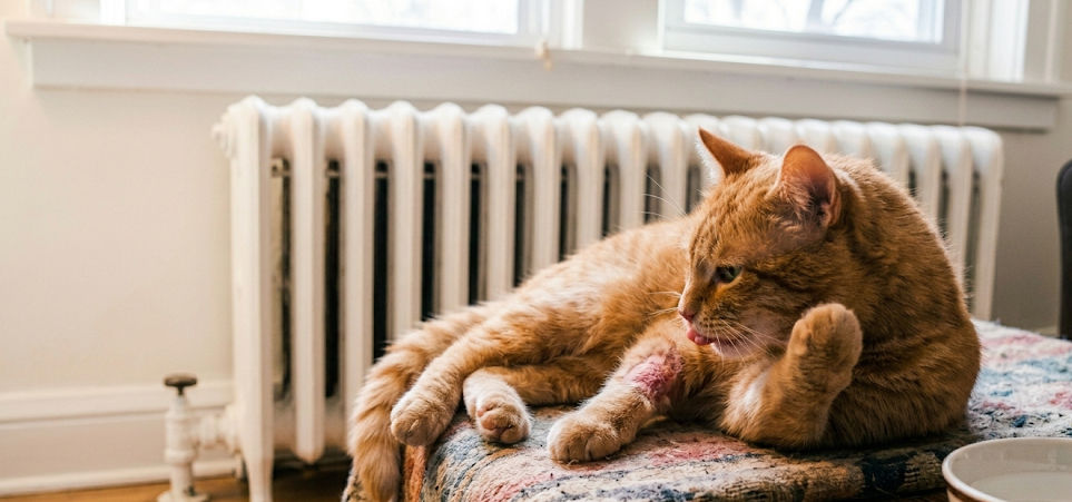 Ginger cat grooming itself on a blanket-covered table beside a white radiator, with a bowl in the foreground.