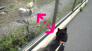 伊豆アニマルキングダムと犬わん