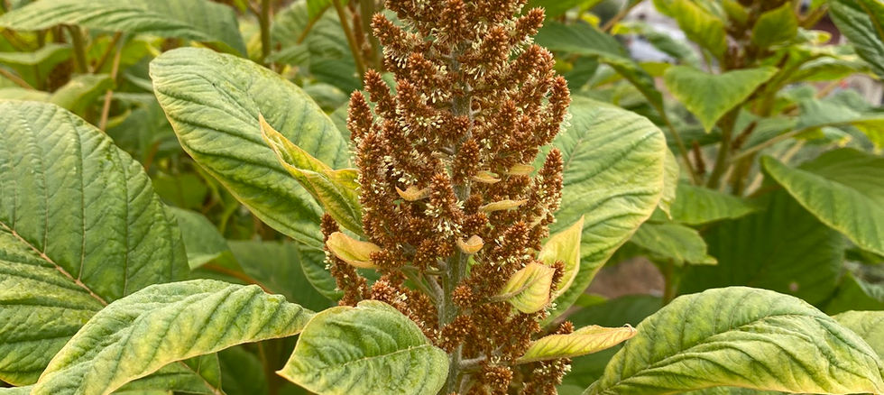 San Diego Flower Farm