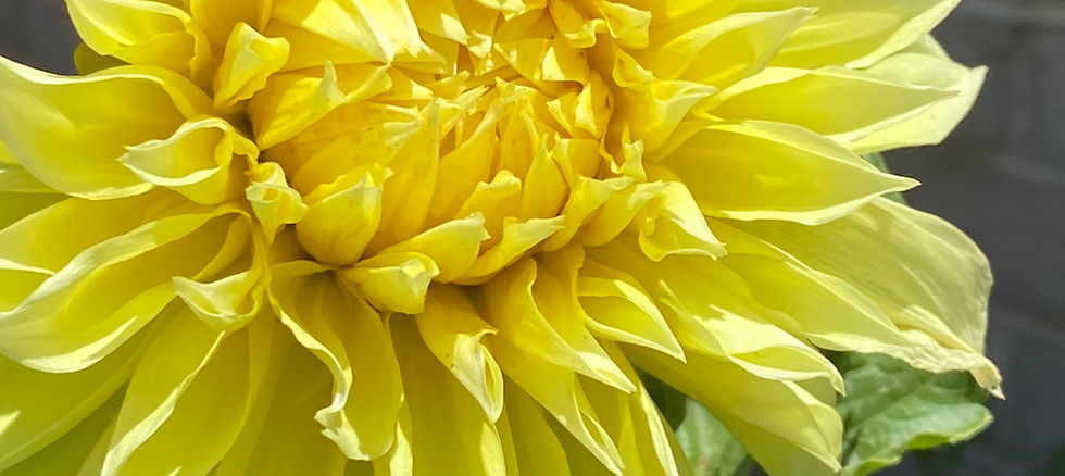San Diego Flower Farm Dahlias