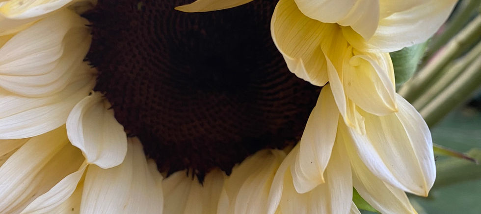 San Diego Flower Farm Sunflowers
