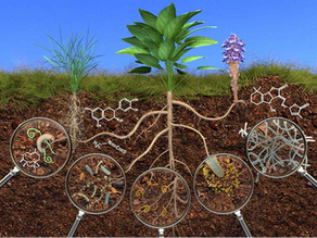 Bộ ba Enzyme - Vi sinh - Men vi sinh: Đừng để nhầm lẫn gây lãng phí