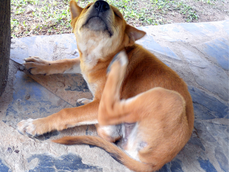 ¿Por qué se rasca mi mascota?