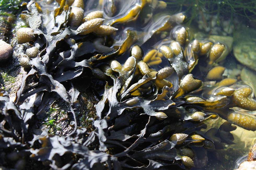 Seaweed 2014