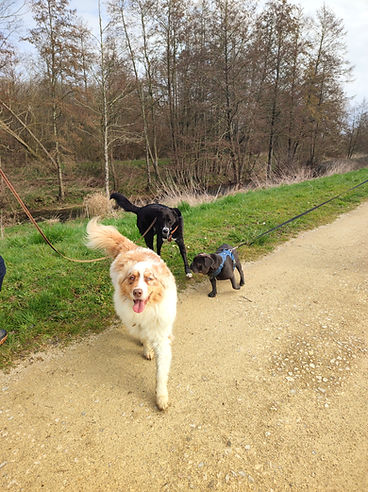 balade sociale canine à Brou avec berger australien et bouledogue français en socialisation encadrée