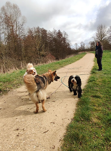 balade sociale canine à Brou avec berger australien, altdeutscher schäferhund et terrier tibétain en liberté contrôlée