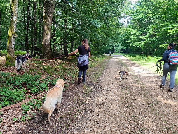 balade sociale en forêt domaniale de Bellême avec golden retriever, altdeutscher schäferhund et beagle en longe