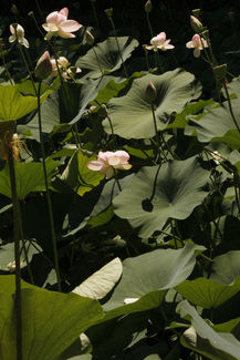 H&F-9666.jpg
