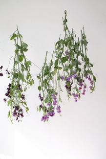 LATHYRUS_APR26_MS_edited.jpg