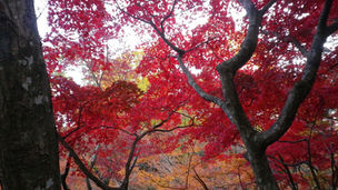 「ウエルネス@タイムス」第52号 ヘッドライン