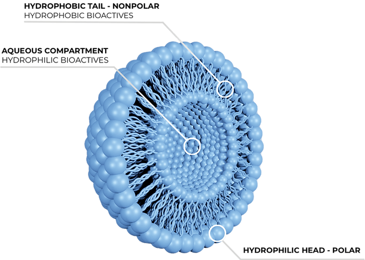 Liposome-V5-with-legend-min.png