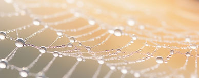 cobweb-with-dew-it.jpg